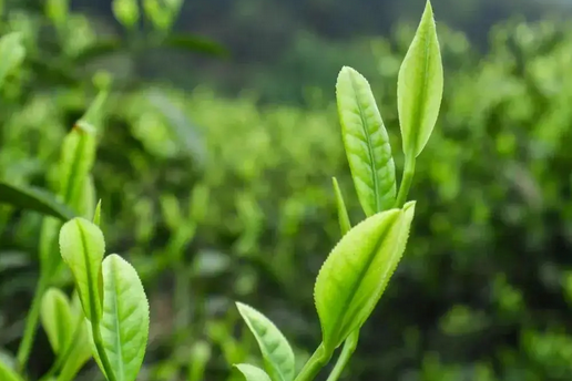 茶葉保質(zhì)期：如何延長(zhǎng)并正確儲(chǔ)存你的茶